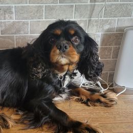 Hazel - Black and tan female Cavalier King Charles Spaniel puppy in Caledonia, Michigan from Magnolia Acres