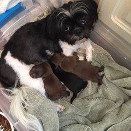Shih Tzu Puppies from Sweet on Tzu