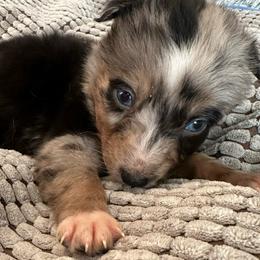 Zap - Blue merle male Australian Shepherd puppy in Albertville, Alabama from Salt Creek Aussies