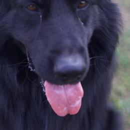 German Shepherds from Jessica Pardo