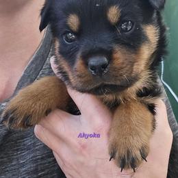 Ahyoka - Black and mahogany female Rottweiler puppy in Tangent, Oregon from Raya's Royals