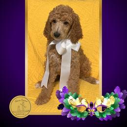 Ms White - Apricot female Poodle puppy in Ocean Springs, Mississippi from Forever Summer Standard Poodles
