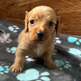 Boy 2 - Red male Dachshund puppy in Stilwell, Oklahoma from Ross's Desert Doxies