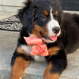 Baby Peach Girl - Black rust and white female Bernese Mountain Dog puppy in Toledo, Ohio from Baby Berners