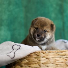 Shiba Inu Puppies from Shinin Shibas