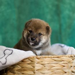 Shiba Inu Puppies from Shinin Shibas