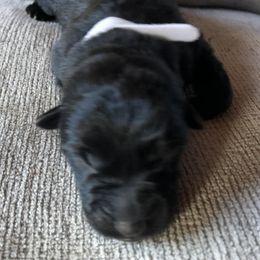 Marshmallow - Black male German Shepherd puppy in Blairsville, Georgia from Black Sheep German Shepherds