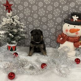 Cream collar Girl - Black and red female German Shepherd puppy in Wyoming, Michigan from Big Jones Kennels