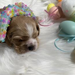Girl 2 - Red female Cocker Spaniel puppy in Whittier, California from Inspirational Treasures