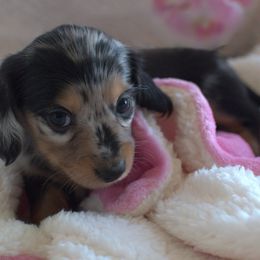 Dachshund and Karakachan Puppies from vom Treuen Wachter