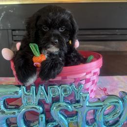 Melania - Black female Cockapoo puppy in Connersville, Indiana from MoonShine Babies