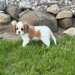 Blen girl - Blenheim female Cavalier King Charles Spaniel puppy in Clintonville, Wisconsin from Whispering Meadows Performances Horses and Cavalier King Charles Spaniels