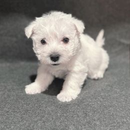 Girl 1 - White female West Highland White Terrier puppy in Scurry, Texas from Karen Williams's West Highland White Terriers & Pembroke Welsh Corgis