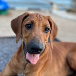 Orange - Rd whtn blk nose male Rhodesian Ridgeback puppy in Baytown, Texas from Tenaha Ridge Rhodesian Ridgebacks