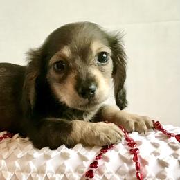 Dachshund Puppies from Northwest Dachshunds