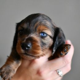Kermit - Dapple male Dachshund puppy in Youngstown, Florida from Paradox Dachshunds