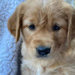 Cupcake - Dark golden female Golden Retriever puppy in Chico, California from Glenmac Goldens