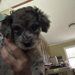 Max - Merle male Goldendoodle puppy in Waynesboro, Virginia from Forest Creek Kennel