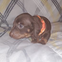 Dachshund Puppies from Yannies Dachsies