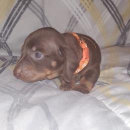 Dachshund Puppies from Yannies Dachsies