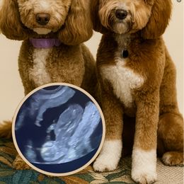 Goldendoodle puppies from Rolling Oak Doodles