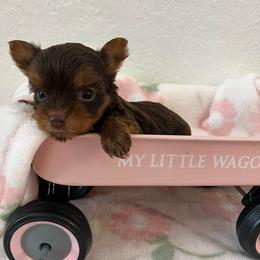 Callie - Chocolate, tan and white female Yorkshire Terrier puppy in Rising Star, Texas from Phillips Pup House
