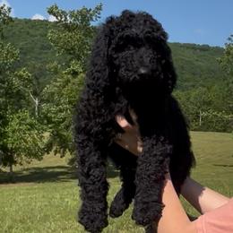 Goldendoodle Puppies from Harrington Doodles