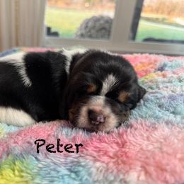 Peter - Black brown and white male Basset Hound puppy in Richmond, Kentucky from Walters Hollow Hounds