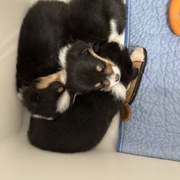 Pembroke Welsh Corgi Puppies from Reigning Corgis