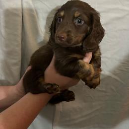 Peanut - Chocolate and tan male Dachshund puppy in Citra, Florida from My Loyal Treasures