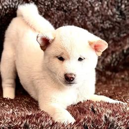 Izaiah - Cream male Shiba Inu puppy in Trenton, Nebraska from Prairie Shibas