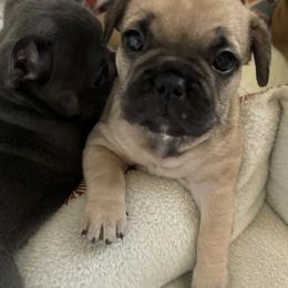 French Bulldog Puppies from The Frenchie Ravine Connection LLC