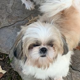 Gigi - Shih Tzu