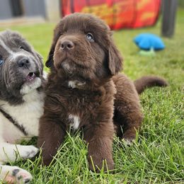 Oak - Brown male Newfoundland puppy in Ohio from Vermillion Newfoundlands