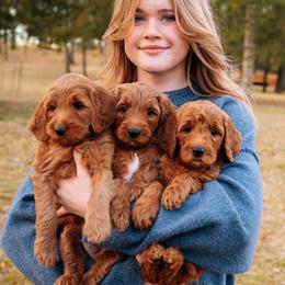 Goldendoodle Puppies from Bows & Ties Doodles