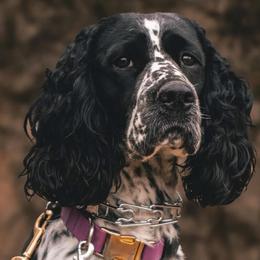 English Springer Spaniels from Bristol’s Southern Spaniels