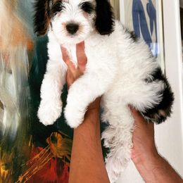 Girl 2 - Bernedoodle puppy in Modesto, California from Two Doods Doodles
