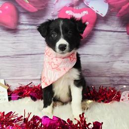 Finnick - Black and white male Border Collie puppy in Avilla, Indiana from Borderline Kennels