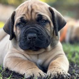 Boerboels from Indian Ridge Boerboels