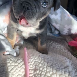French Bulldog Puppies from MadCity Frenchies