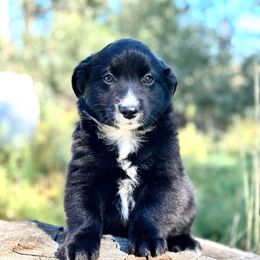 Camreigh Shay - Black & white female Miniature American Shepherd puppy in Bayard, Nebraska from Puppies by Alies