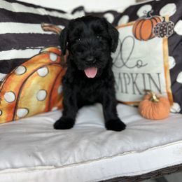 Giant Schnauzer and Miniature Schnauzer Puppies from Hillside Kennels