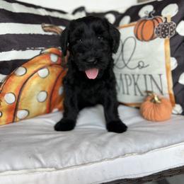 Giant Schnauzer and Miniature Schnauzer Puppies from Hillside Kennels