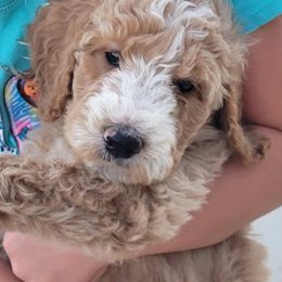 Goldendoodle Puppies from Lincoln Goldendoodles