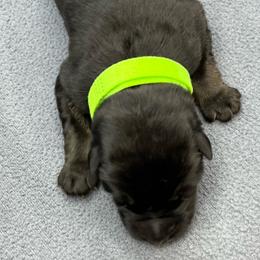 Boy 6 - Black and tan male German Shepherd puppy in Sharon Grove, Kentucky from Julie’s Shepherds