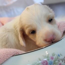 Girl 2 - Piebald female Dachshund puppy in Laurel, Mississippi from Kissinger Dachshunds