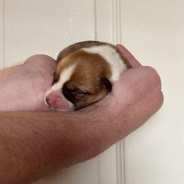 Doyle - Fawn male Pembroke Welsh Corgi puppy in Grand Junction, Colorado from Mount Garfield Corgis