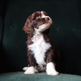 Emmett - male Aussiedoodle puppy in Redding, California from Farmstead Doodles
