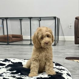 Sina - Australian Labradoodle puppy from Arrowhead Australian Labradoodles