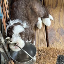 Bearded Collie Puppies from Aberlour Bearded Collies
